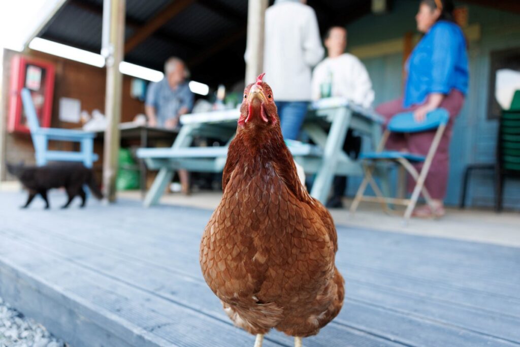 Chicken saying hello at Pure Space glamping, Loop Head Peninsula, County Clare, Ireland