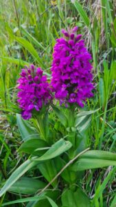 Early Marsh Orchid