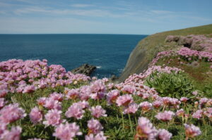 Sea pinks in bloom